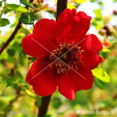 Roos moyesii 'Geranium' tW2