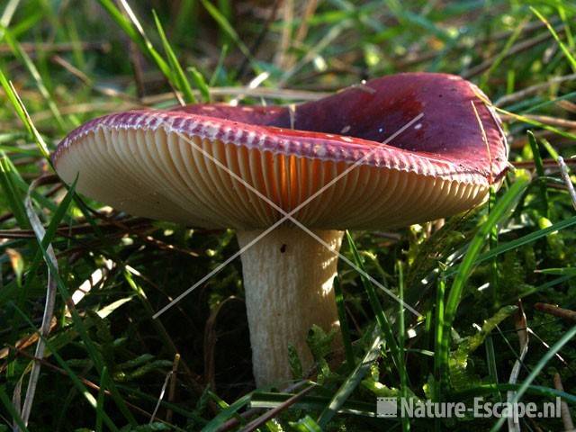 Russula NPZK1