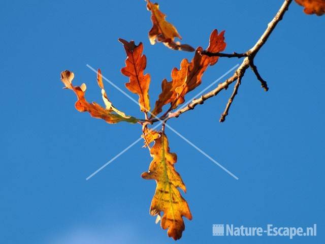 Zomereik herfstblad tegen blauwe lucht NPZK MHD7