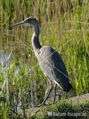 Blauwe reiger juveniel NHD Castricum 5