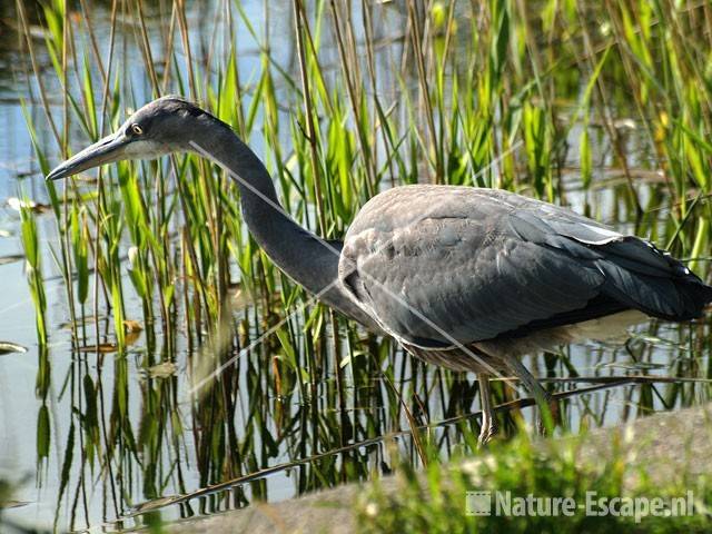 Blauwe reiger juveniel NHD Castricum 9