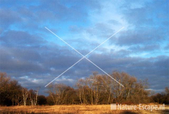 Bomen in laat winters licht NHD Castricum 3