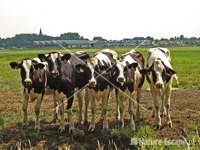 Kalveren langs Haverland Assendelft 12