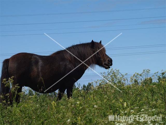 Shetland pony Aagtendijk 5