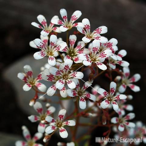 Steenbreek 'Southside Seedling' tW4