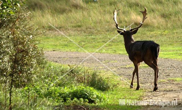 Damhert AWD4