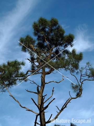 Den afstekend tegen blauwe lucht  AWD4