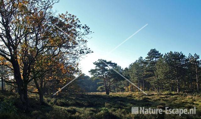 Duinlandschap SBB Schoorl 11