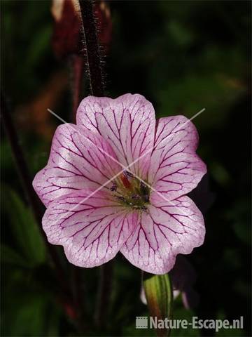 Geranium 'Walter's Gift' tW1