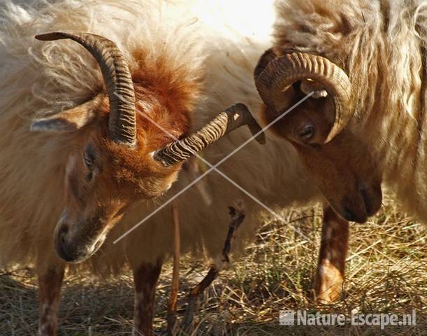 Drentse heideschapen AWD15