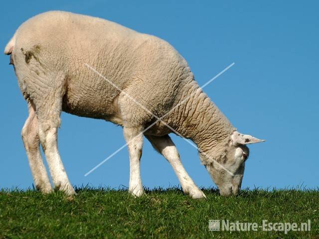 Schaap grazend op de dijk bij Piaam Friesland