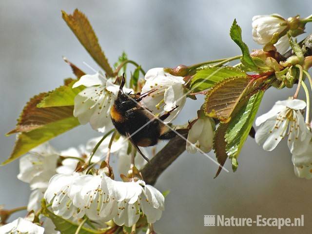 Tuinhommel op kersenbloesem NHD Heemskerk