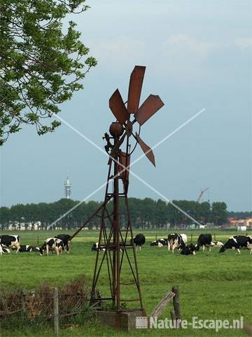 Verroest watermolentje langs Groenedijk Assendelft 3