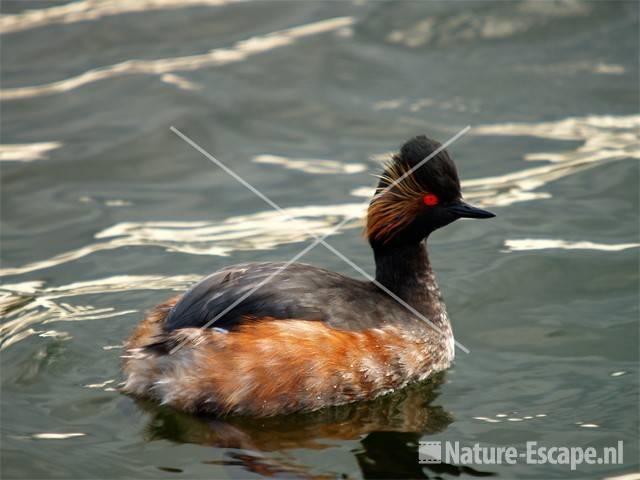 Geoorde fuut in Vogelmeer NPZK13