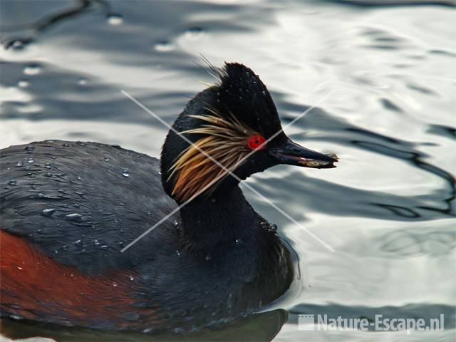 Geoorde fuut in Vogelmeer NPZK2