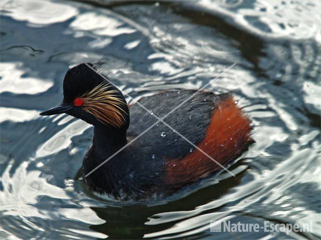 Geoorde fuut in Vogelmeer NPZK6