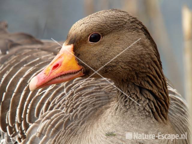 Grauwe gans Hijm NHD Castricum 1