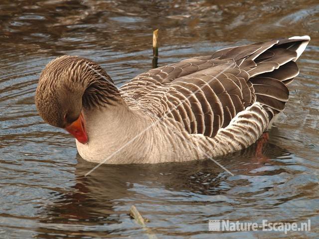 Grauwe gans Hijm NHD Castricum 63