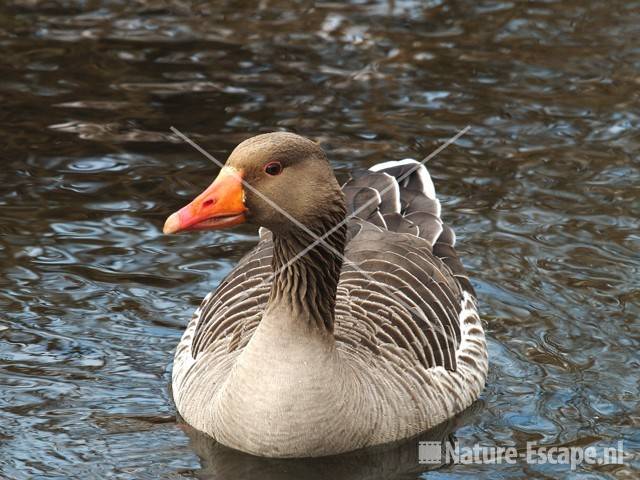 Grauwe gans Hijm NHD Castricum 66