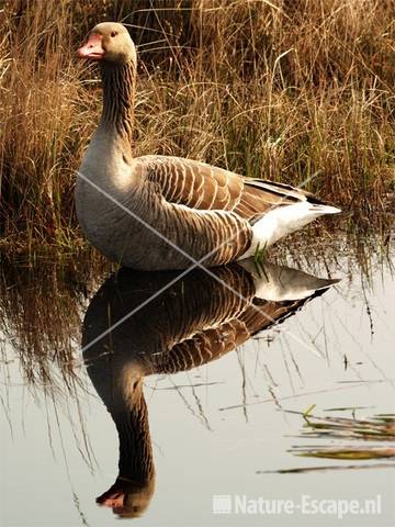 Grauwe gans met spiegelbeeld Zwanenwater 1