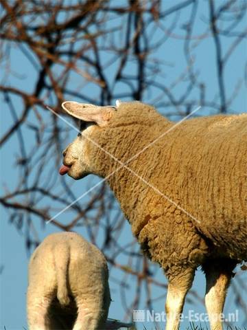 Schaap met lam Vuurlinie  Beverwijk 7