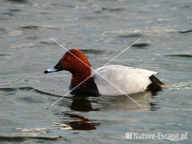 Tafeleend, man Vogelmeer NPZK7