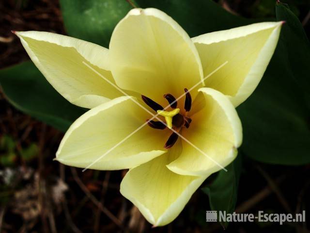 Tulp 'Purissima' tW4