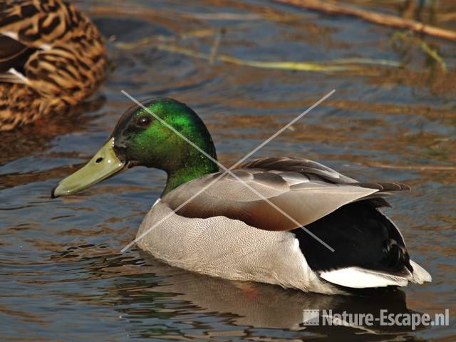 Wilde eend Hijm NHD Castricum 3