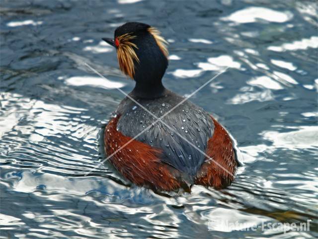 Geoorde fuut in Vogelmeer NPZK10