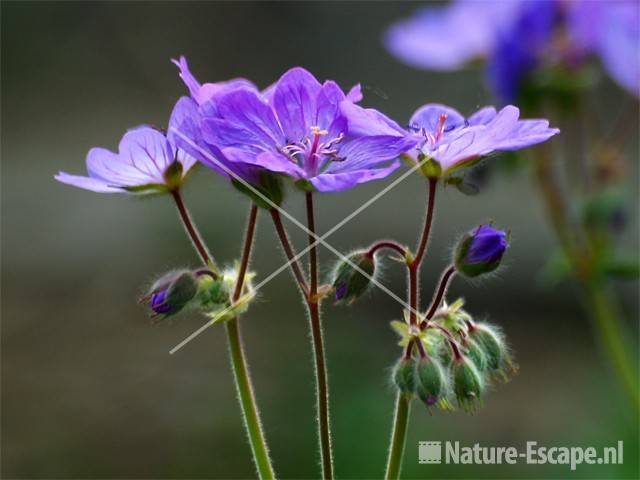 Geranium malviflorum tW1