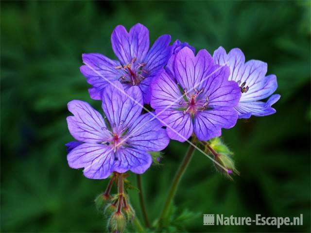 Geranium malviflorum tW4