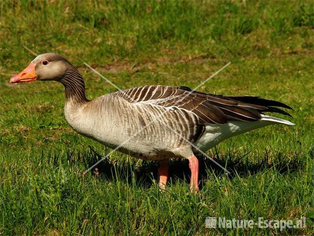 Grauwe gans AWD34