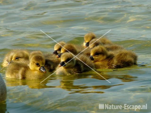 Grauwe gans, jongen Hijm NHD Castricum 47