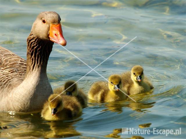 Grauwe gans met jongen Hijm NHD Castricum1