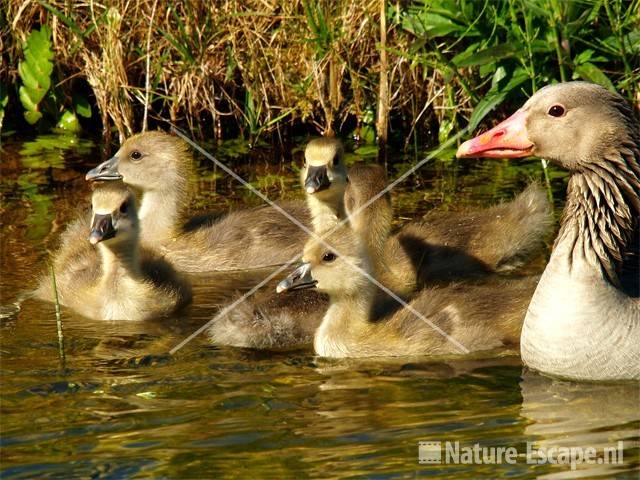 Grauwe gans met juvenielen AWD1