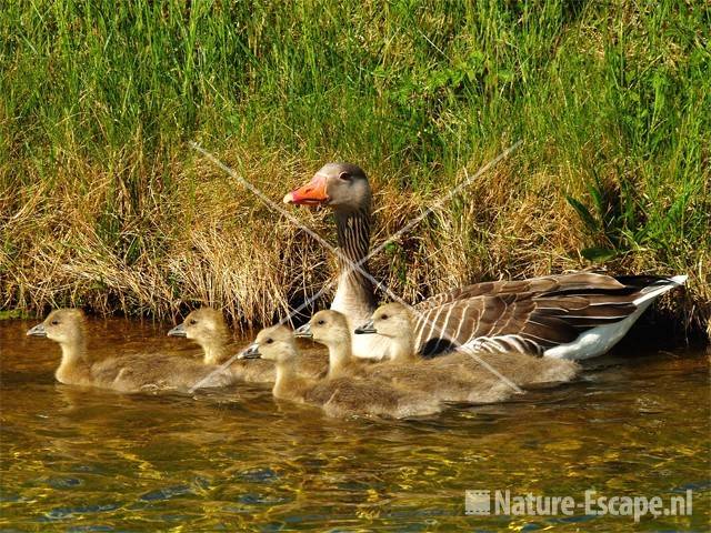 Grauwe gans met juvenielen AWD2