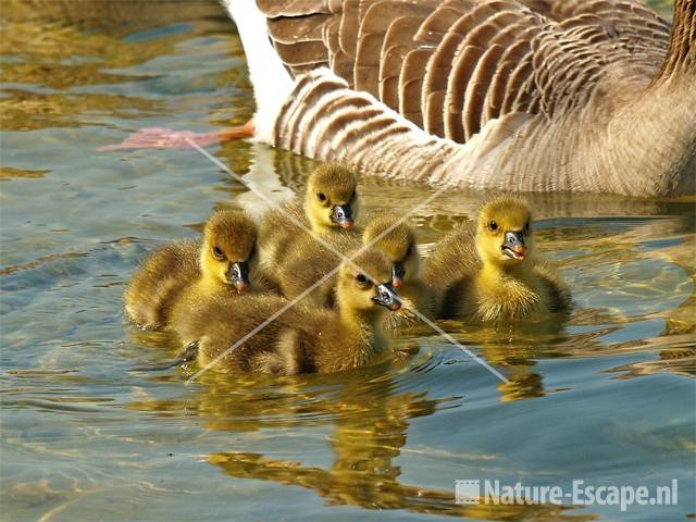 Grauwe gans met juvenielen Hijm NHD Castricum 32