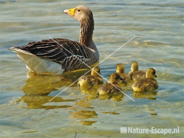 Grauwe gans met juvenielen Hijm NHD Castricum 39