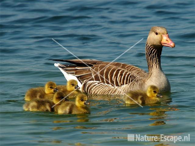 Grauwe gans met juvenielen Hijm NHD Castricumn 4