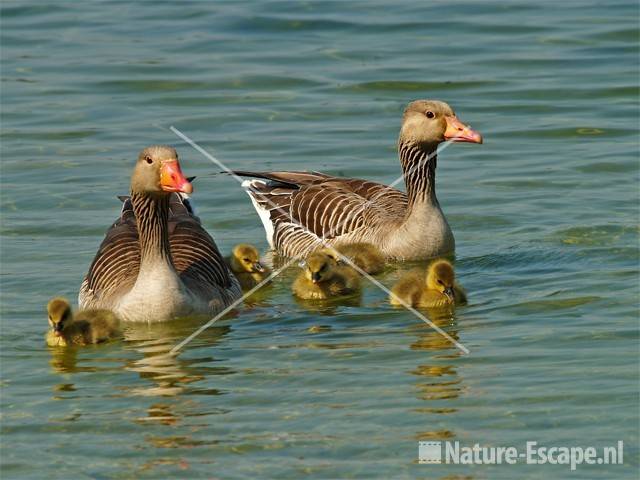 Grauwe gans met juvenilen Hijm NHD Castricum 9