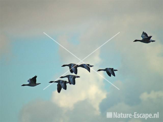 Grauwe ganzen, vliegend Vogelmeer NPZK2