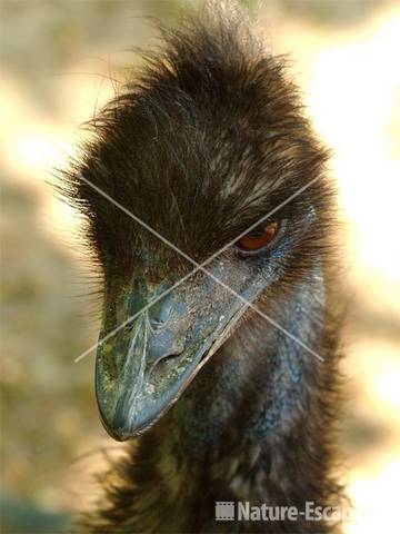 Emoe, detail kop Avifauna