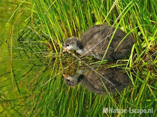 Meerkoet, juveniel Zwanenwater 1