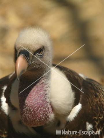 Rüppelgier Avifauna 3