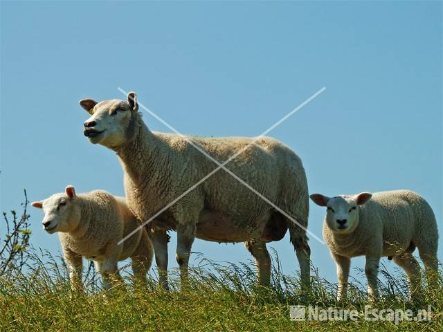 Schaap met twee lammeren op Vuurlinie 5