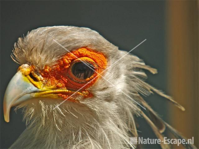 Secretarisvogel Avifauna 2