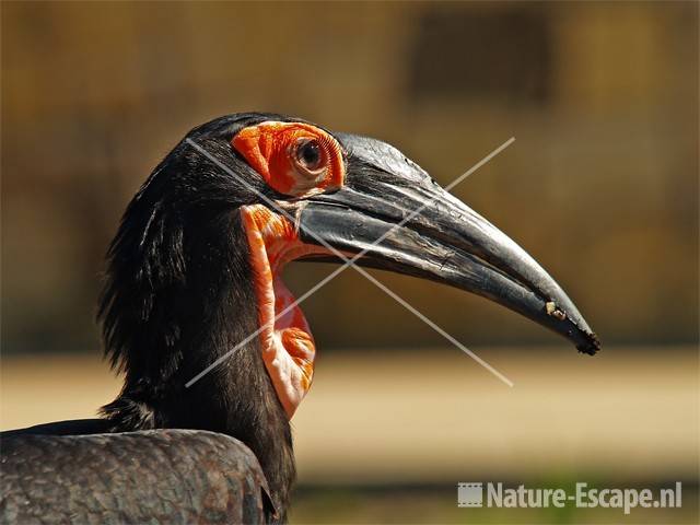 Zuidelijke hoornraaf Avifauna 1