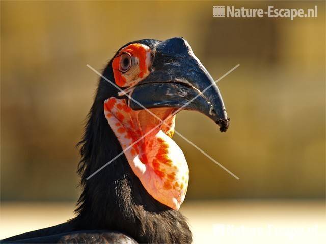 Zuidelijke hoornraaf Avifauna 2