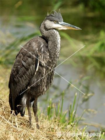 Blauwe reiger, juveniel Groeneweg Assendelft 1