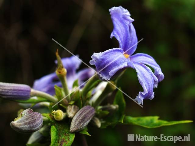 Bosrank heracleifolia 'Wyevale' tW